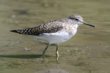 Solitary Sandpiper