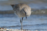 Willet