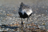 Black-bellied Plover (breeding)