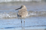 Willet