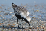 Black-bellied Plover (breeding)