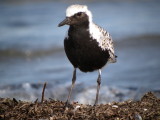 Black-bellied Plover (breeding)