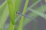Eastern Forktail female