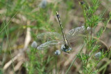 Pronghorn Clubtail female