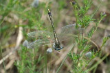 Pronghorn Clubtail female