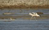 Terek Sandpiper (Tereksnppa)