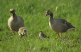 Black-winged Pratincole (Svartvingad vadarsvala)