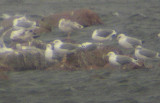 Yellow-legged Gull (Medelhavstrut)