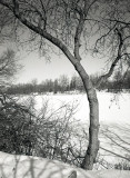 Tree, Rideau River, Ottawa, 2012.