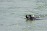 Gewone-Zeehond