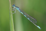 Gaffelwaterjuffer