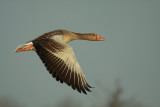 Grauwe Gans