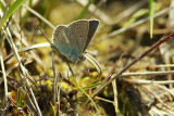 Zwart Blauwtje