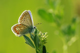 Esparcetteblauwtje