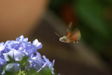 Hummingbird Moth