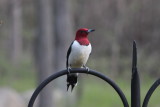 Red-headed woodpecker!