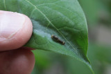 Spicebush swallowtail