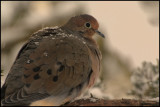 Mourning Dove