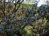 Amelanchier in the evening sun