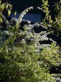 Spirea