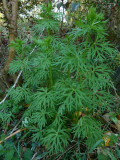 Plant ID for Kathy  -this is a delphinium, is it the same?