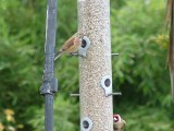 Linnet and goldfinch