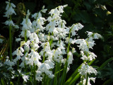 White bluebells - Spanish?