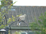 Pretty dove