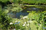 Pond at Hoyle Court