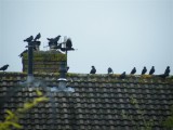 Jackdaw party