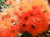 Red-flowering gum, Royal Botanic Gardens, Melbourne