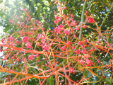 Royal Botanic Gardens, Melbourne