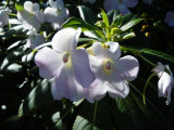 Royal Botanic Gardens, Melbourne