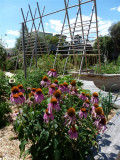 Echinacea at Royal Botanic Gardens, Melbourne