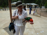 Elaine with Australian king parrot at Grants, Kallista