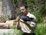 Bird of prey arena - Healesville Sanctuary