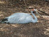 Brolga at Healesville Sanctuary