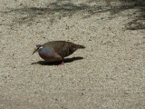 Front end of common bronzewing pigeonHealesville Sanctuary