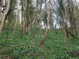 Bluebells and anemones