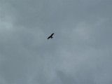 watched by a red kite