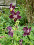 My favourite geraniums