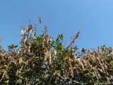 Garrya Elliptica and Quince, Hoyle Court