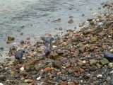 Pigeons join the clay pipe search