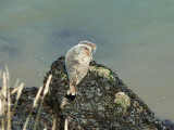 Basking grey seal below the inner head
