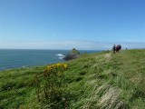 Outer head, walkers and plantlife