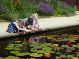 A close study of the Lily Pool