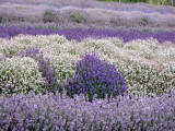 Snowshill Lavender