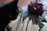  un bouquet pour la premier anniversaire de mon chat.JPG