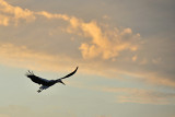 DSC_5976pb.jpg