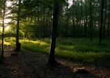 Summer forest     ,near Horyniec